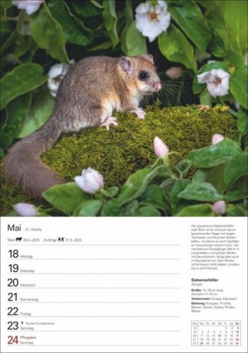Heimische Tiere Wochenplaner 2026 - 53 faszinierende Fotografien|Kalender - Bild 2 von 5