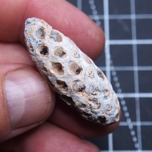 44mm Equicalastrobus sp. Pine Cone Seed Chalcedony Fossil Plant Eocene 1439 - Picture 4 of 6