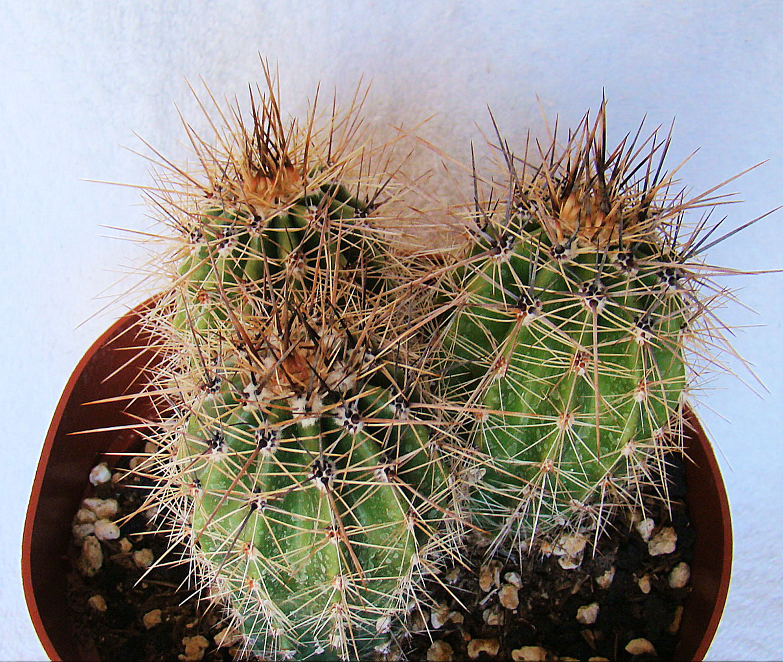 Carnegiea Gigantea Saguaro Cactus 9 For Sale Online Ebay