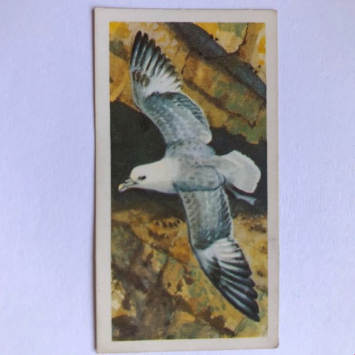 BIRD PORTRAITS Brooke Bond Tea Cards Sold Individually - take your pick - Picture 51 of 51