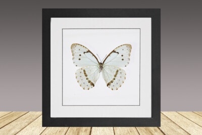 The Mint Morpho, Morpho catenarius, framed butterfly, real butetrfly