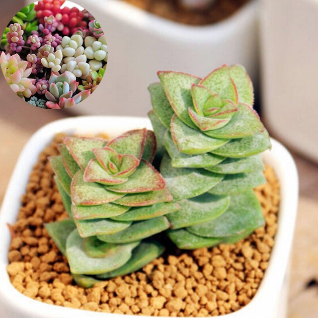400pcs Mixed Succulent Seeds Lithops Rare Living Plants Cactus Plant Home Stones