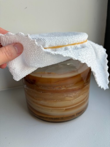 11cm 28g hausgemachter großer Kombucha Scoby Starter Tee probiotisch portofrei