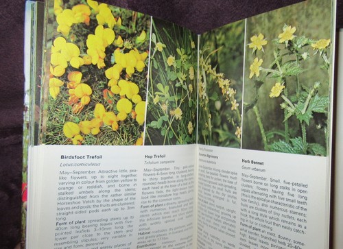 Hamlyn Nature Guides: WILD FLOWERS - Helen L. Pursey Hb 1979 NEW in MELB - Imagen 11 de 12
