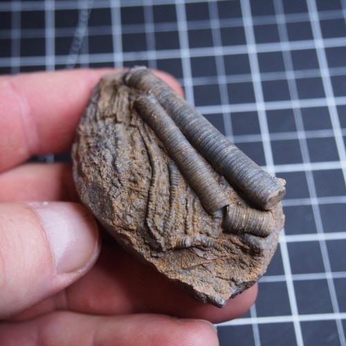 91g Mahoumacrinus sp. Fósil Devónico Crinoide Elegantes Escifocrinitas 656 - Imagen 15 de 15