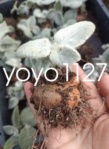 3 pezzi pianta succulenta 3-5 cm Sinningia leucotricha decorazione giardino boutique tuberroot - Foto 5 di 6