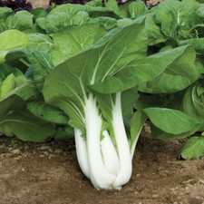 Pak Choi Bok Choy   - Tall White Stem - Non-GMO, Annual - Mai's Fmaily