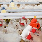 1 Setzen Sie Geflügel