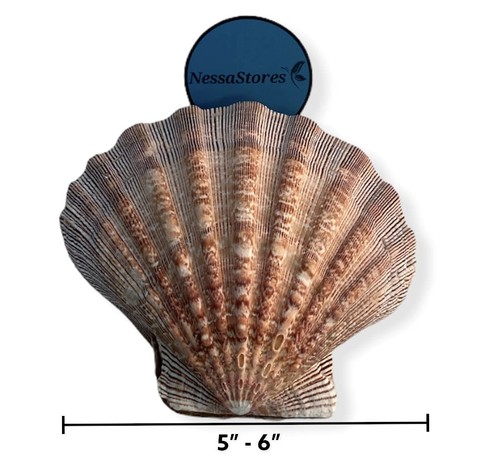 - Natural Lion Paw Scallop Nautical Dish Beach Craft Sea Shell 5"-6" #JC-026 ... - Picture 4 of 4