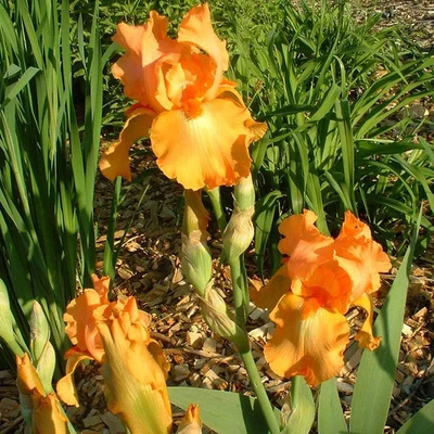 MESARBUSTES.COM Iris pumila 'Orange Tiger' - Iris nain