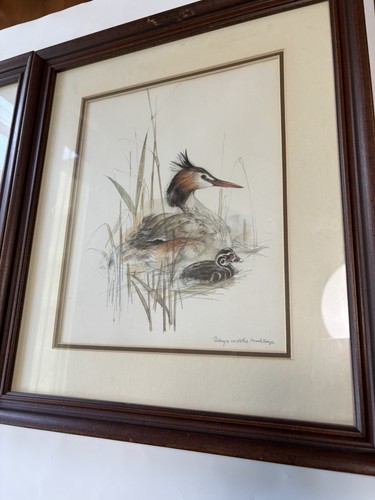 2 Watercolor Bird Prints By Mads Stage Danish Artist Signed : Wigeon & Grebe - Picture 3 of 12