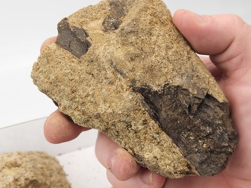 Sauropod Dinosaur Rib Fossil Prep Projects - Morrison - Self Dug - Big Horn, WY - Picture 8 of 24