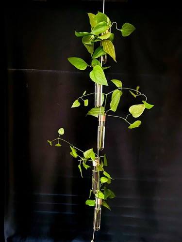 Mothers Day 5 Test tube hanging vase, Hydroponic propagation vase Earth Day Gift - Picture 7 of 10