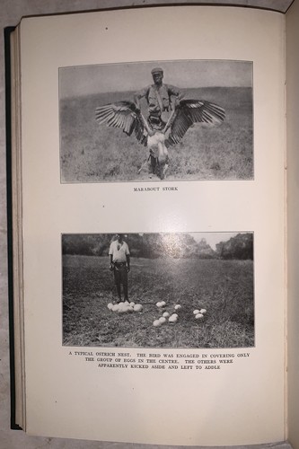 1915, 1st, REDISCOVERED COUNTRY, by STEWART EDWARD WHITE, AFRICA, LIONS, TRAVEL - Picture 8 of 12