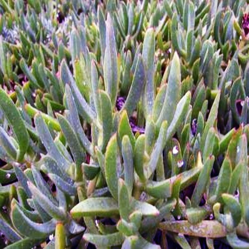 LIVINGSTONE DAISY FLOWERS 300 SEEDS MESEMBRYANTHEMUM MIXED COLOURS - Picture 5 of 5