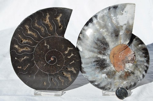 Large Black Ammonite PAIR Deep Crystals 110myo FOSSIL Large 126mm 5.0" 9594xx - Picture 3 of 6