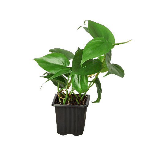 Philodendron Cordatum Heartleaf - 3" Topf / Baumschultopf - Bild 7 von 12