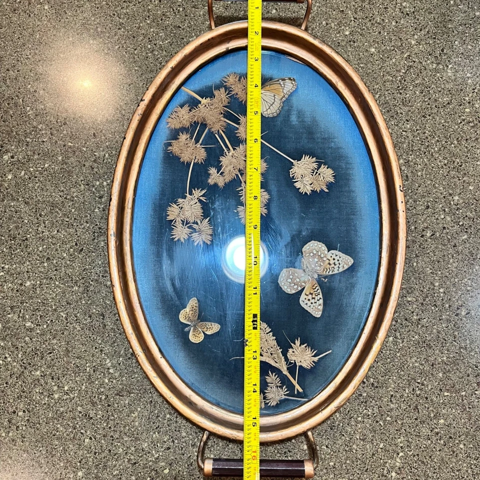 复古蝴蝶托盘椭圆形铜框蓝色天鹅绒标本剥制术装饰 — 第 4/4 张图片