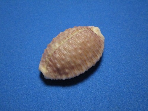 Cypraea granulata Pease,1862 "A HAWAII ENDEMIC COWRIE" (28,8mm) - Bild 4 von 7