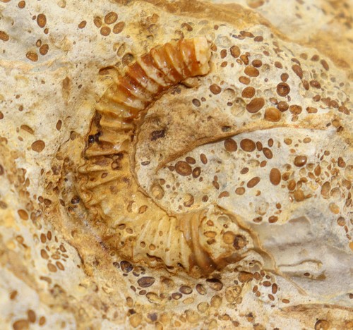 Ammonit, Spiroceras , Schnecke, Pyrgotrochus, Jura, Bajoc, Evrecy, FRA-c990 - Picture 4 of 7