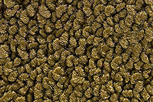 1969-73 International 1000D, 1100D, 1010, 1110 Reg Cab Auto/Manual Loop Carpet! - Picture 34 of 45