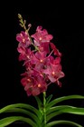 Orchid Orchidee Orquídea Renantanda Cherry Rose Red No.461 (nr. 17)