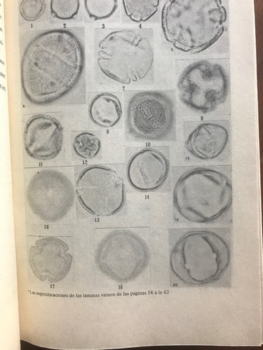 Boletin De La Sociedad Botanica De Mexico Num 39 June 1980 PB Book IN SPANISH - Picture 7 of 12