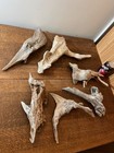 Driftwood  x6  "Quirky" shapes of bogwood for  vivarium , crafts or Display