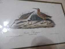 Audubon 1st ed  Royal Octavo  Curlew Sandpiper  Birds of America 1840 original