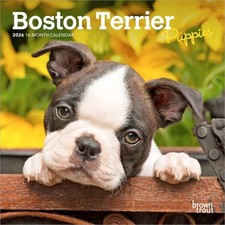 Browntrout Boston Terrier Puppies 2026 7 x 7 Mini Calendar w