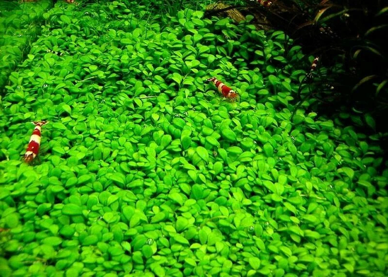 10x10 Glossostigma elatinoides Mat Live Aquarium Plants Aquatic planted tank - Image 3 of 4