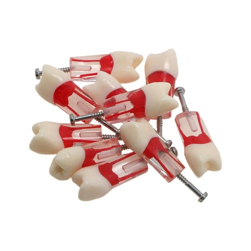 10 tipos de dientes de conducto radicular endodental modelo ECA práctica tipodonte modelo #8006 - Imagen 7 de 24
