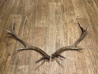 Large Red Deer Stag Antler Horn pair