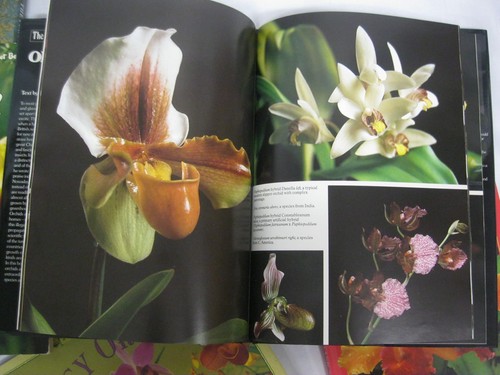 ORCHIDS 5 Book Lot Growing Basics Easy Craft Guides Illustrated Paintings - Picture 6 of 16