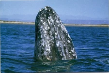 PACIFIC GRAY WHALE Marine Animal Center 4x6 Postcard
