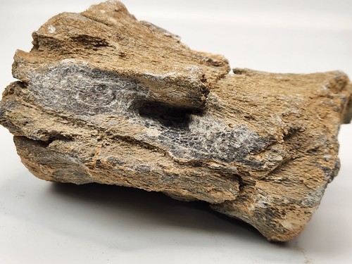 Sauropod Caudal Vertebra Fossil - Likely El Mers Fm. - Morocco - Picture 7 of 9