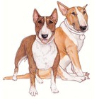 Bull Terrier Magnet Wooden