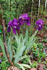5 Assorted Purple Bearded Iris Bulbs / Rhizomes Live Plant