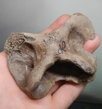 FOSSIL DEER ATLAS VERTEBRA VERT Odocoileus virginianus ICE AGE BONE JAW SKULL
