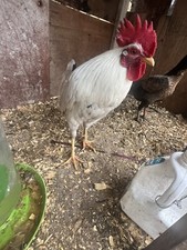 Baby Chicks From A White Kelso And A White Litghtning Rooster