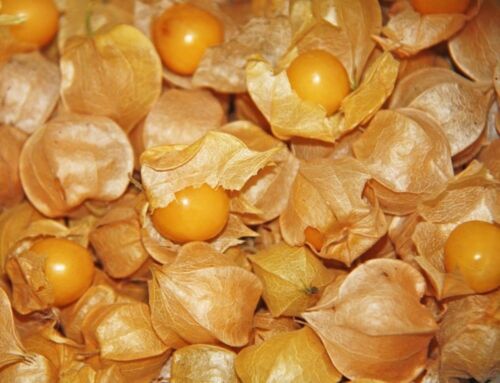 Husk Tomato-Ground cherry, Yellow husk tomatillo/purple tomatillo seeds/organic. - Picture 9 of 11