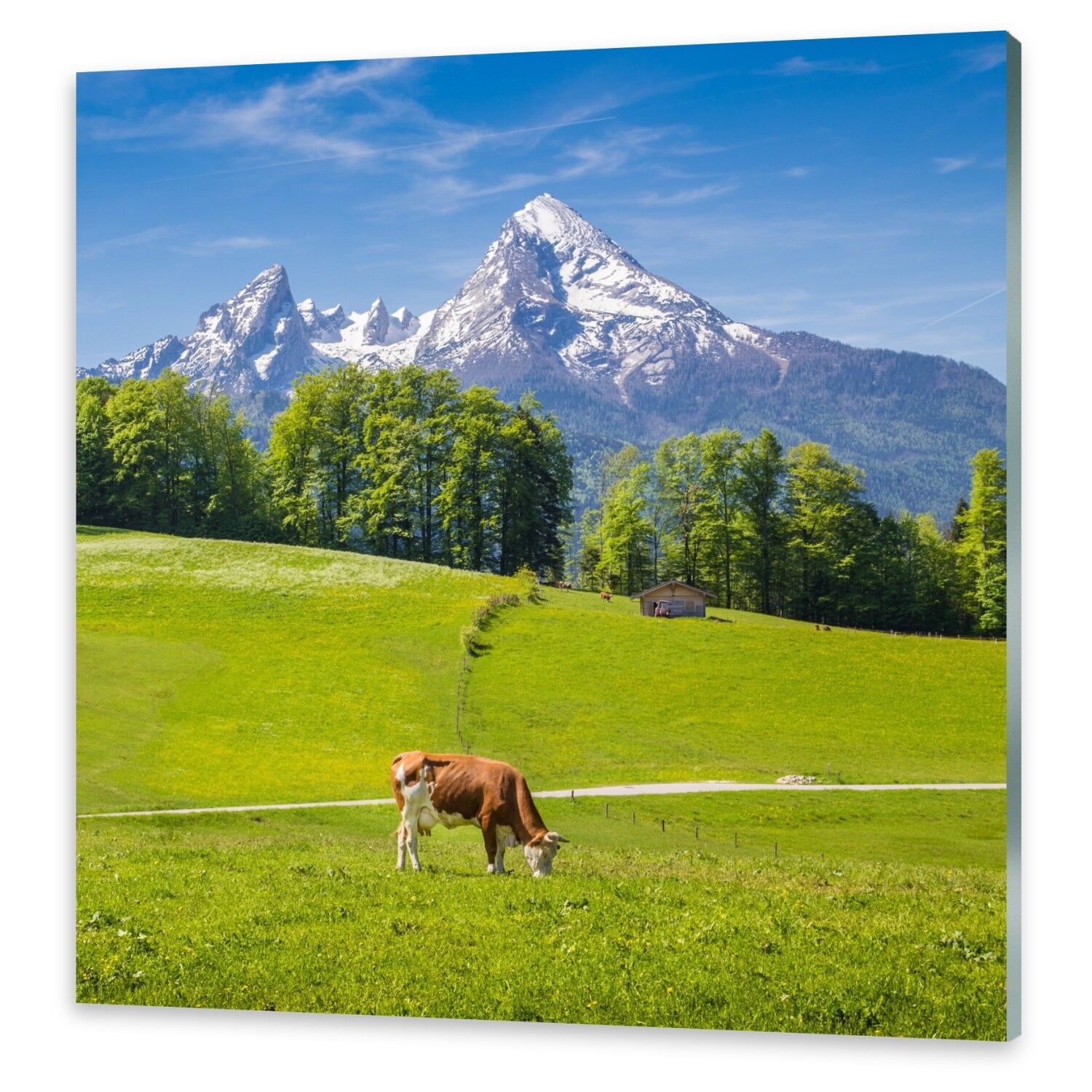Immagini Immagini Immagini di vetro Muro Immagine Stampa su vetro Alpi vacche 294da4 Immagini Immagini Immagini di vetro Muro Immagine Stampa su vetro Alpi vacche 294da4