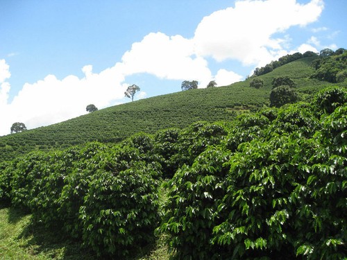 GUATEMALTEKISCHE ANTIGUA KAFFEEBOHNEN DUNKEL GERÖSTET 2 PFUND IN 1 PFUND BEUTELN - Bild 16 von 22