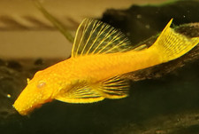 12 Albino Bristlenose Plecos 1"- 1.5" USA Bred, Parasite-Free Size SMALL