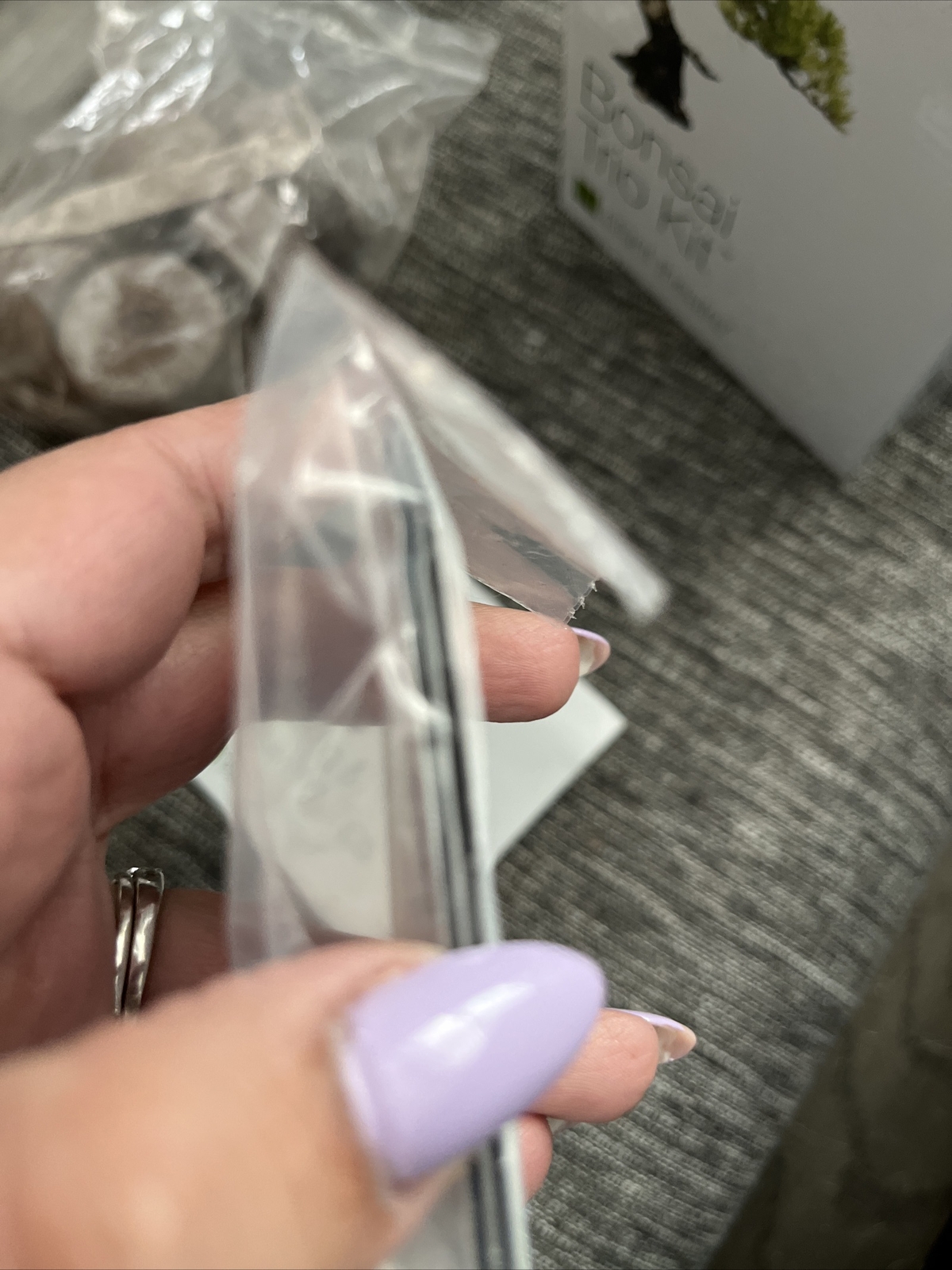 Bonsai Plant Theatre Trio Kit Acer Rubrum Betula Pendula Pinus Mugo