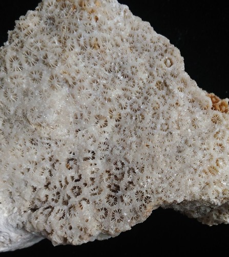 FÓSIL DE CORAL (CA61/148) NUEVO DESCUBRIMIENTO Bohol, Filipinas - Imagen 3 de 5
