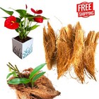 Coconut Husk Fiber Dry Growing Media Orchid Anthurium Natural SRI LANKA