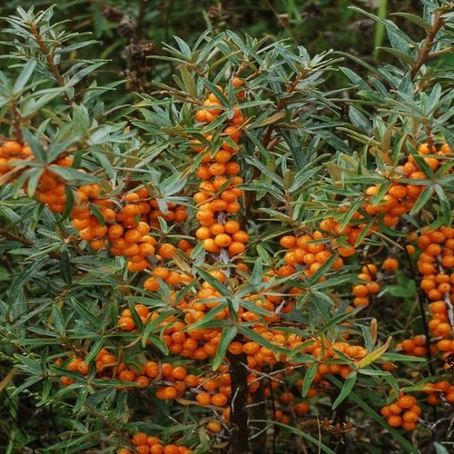 SEA BUCKTHORN Berries Tea Organic Hippophae rhamnoides , Health Remedy - 第 2/9 張圖片