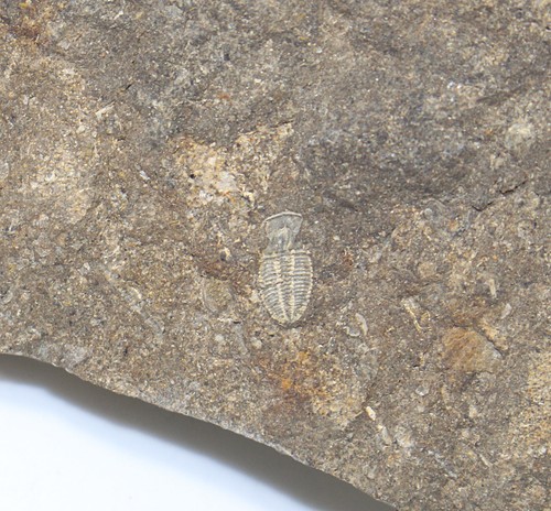 Trilobit, Otarion diffractum, Silur, Ludlow, Kosov Cava, Beroun, CZE -c212 - Foto 3 di 4