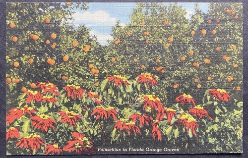 Weihnachtssterne in einem Florida Orangenhain Vintage Leinen Postkarte nicht verschickt 1940er